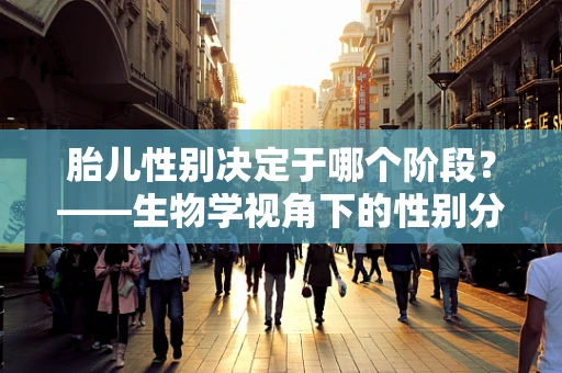 胎儿性别决定于哪个阶段？——生物学视角下的性别分化